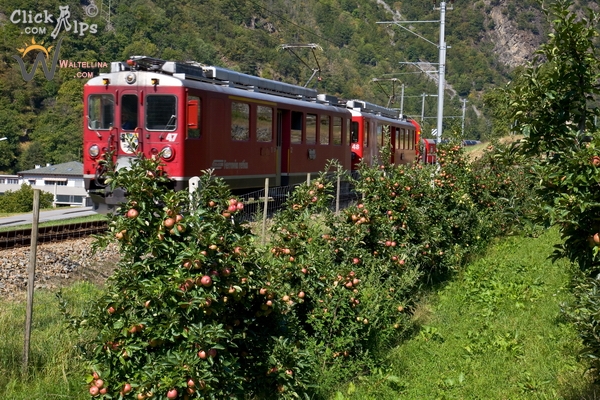 Trenino Rosso tra i melete della Val Poschiavo (foto R. Moiola)