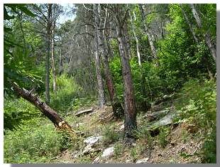 Il bosco nel tratto Bratta-Stavello. Foto di M. Dei Cas