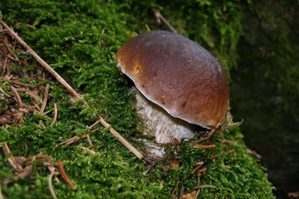 Il fungo Porcino (foto A. Rossattini)