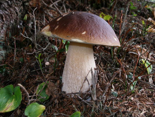 Il fungo Porcino (foto A. Rossattini)