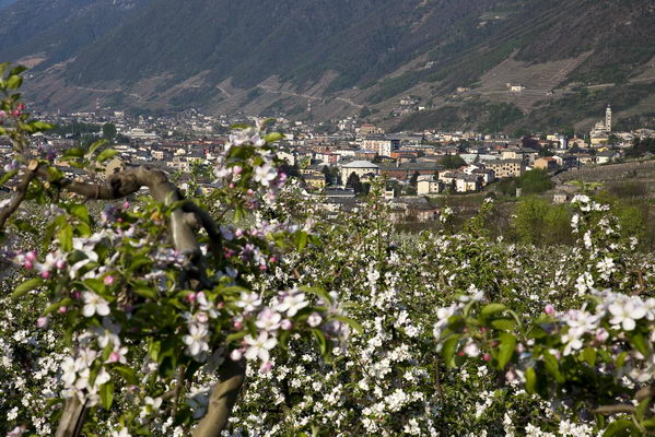 Meleti in fiore nella zona di Tirano (foto R. Moiola)