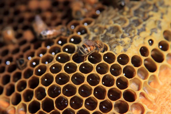 Le Api depositano il miele nell'alveare (foto R. Moiola)