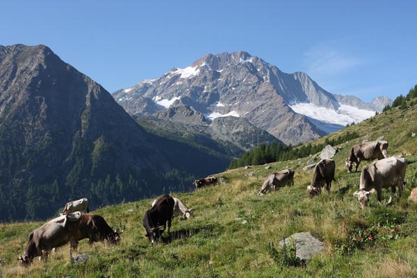 Vacche al pascolo all'alpe Fora con il Monte Disgrazia (foto L.Bruseghini)