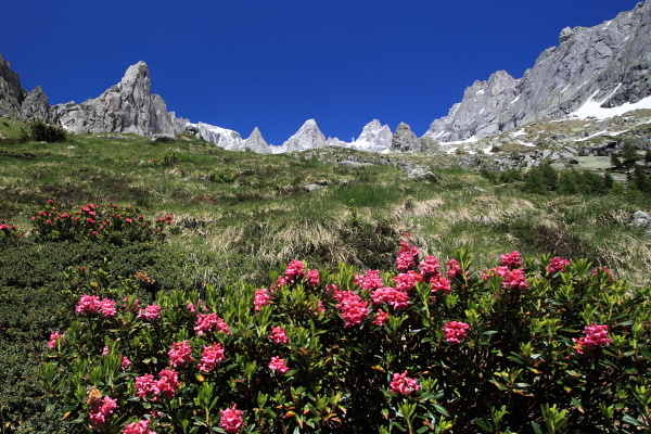 Rododendri e sullo sfondo la testata della Val Torrone (foto R.Moiola)