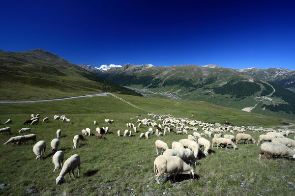 Pecorelle al pascolo nella valle dello Spol (foto R. Moiola)